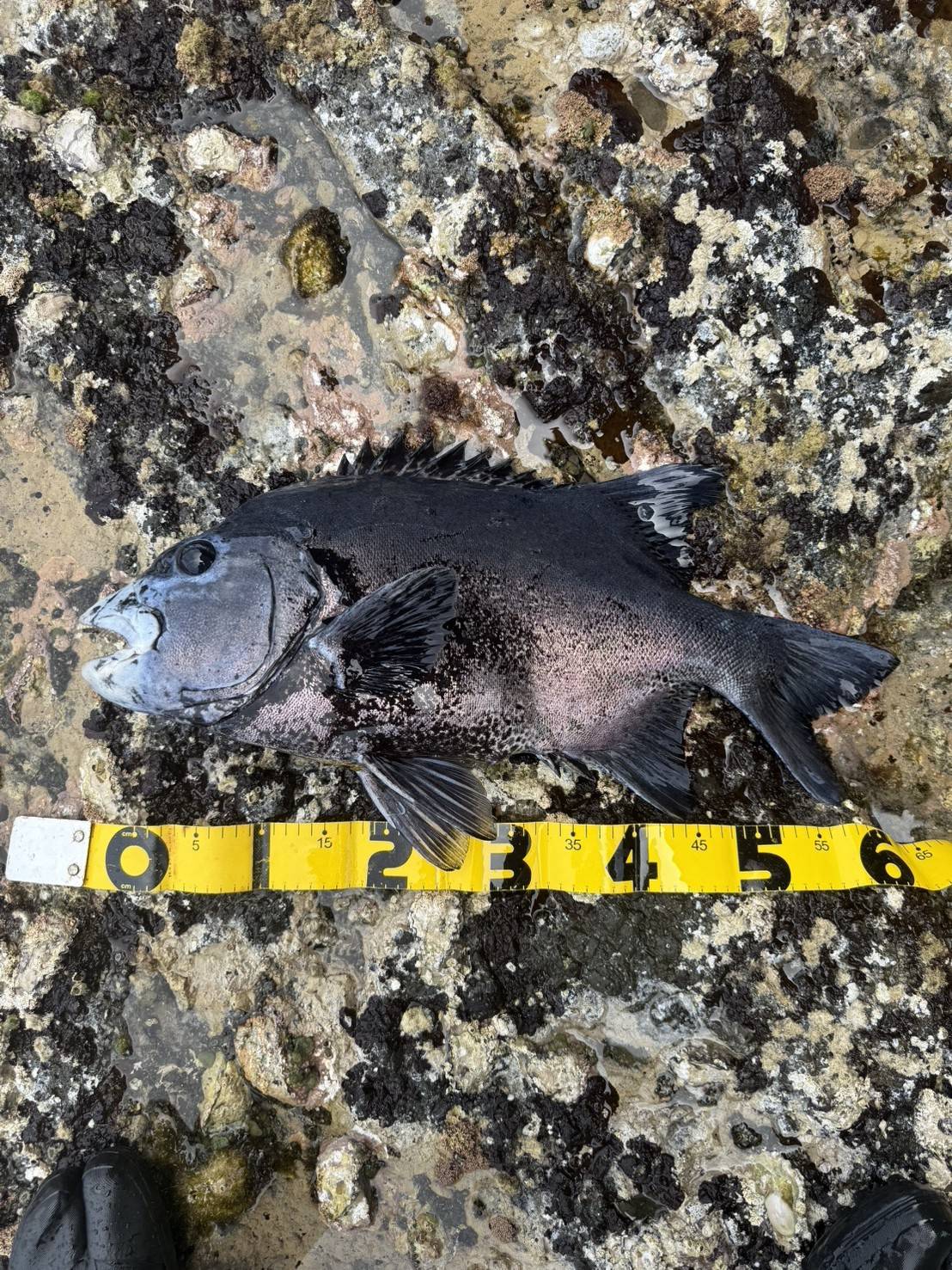 イシダイ・クチジロ釣り（磯の大物釣り）